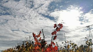 Degustação de vinhos e tour em Vignobles Carles