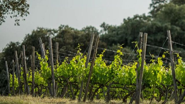 Degustazione di vini e tour alla cantina La Melonera
