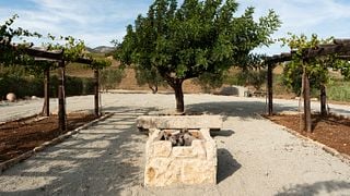 Walk in the olive grove and tasting