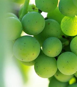 Cata de vinos y visita a la bodega en Contrade Di Taurasi por Enza y Antonella Lonardo