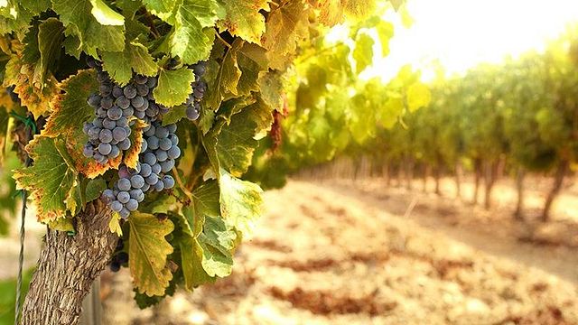 Weinbergbesuch und Verkostung | Domaine de Cardon