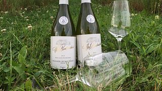 Dégustation de vins et visite au Weingut Hof Breitenstein