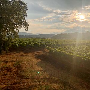 Cata y visita de vinos y aceites Evo en Tenute Pacelli