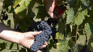 Poliziana vinprovning på Vecchia Cantina Di Montepulciano