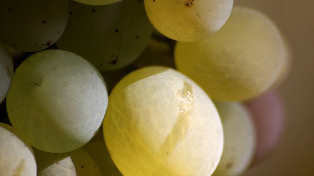 Danube Wine Journey: Taste & Tradition in Kőszeg