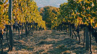 Adopt Your Vine Row with a Vineyard Tour in Campania