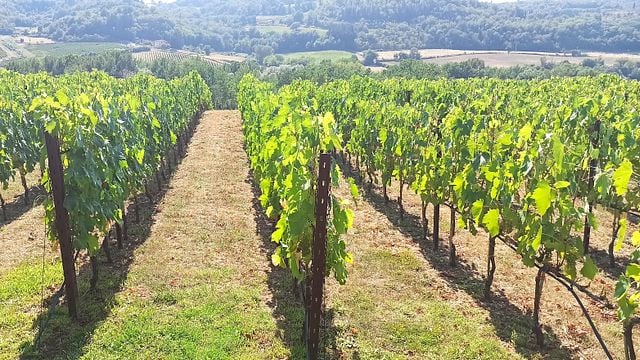 Tour privato: tour pomeridiano del Chianti Classico con degustazione di vini 