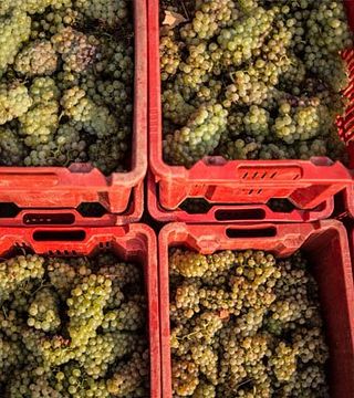 Celler Josep Foraster
