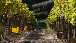 Degustação de vinhos e visita à adega em Tenuta Castelnuovo Tancredi 