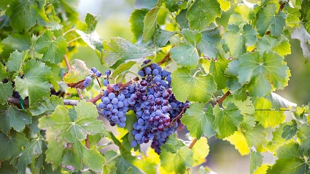 Tour di degustazione di vini, archeologia e paesaggi