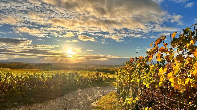 Traubenreise in die Pfalz - Verkostung der besten deutschen Rotweine