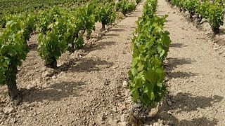 Degustação de vinhos e tour no Clos Ibai