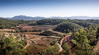 Coca I Fito Winery