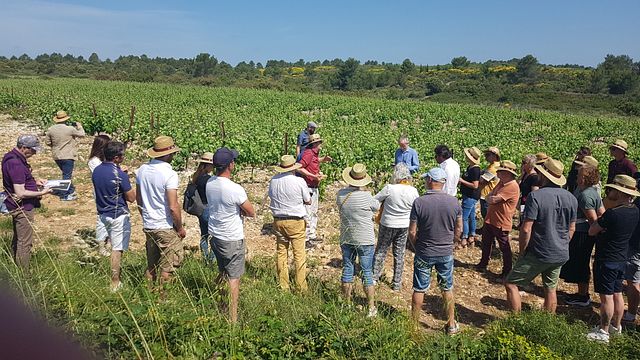 Tour del vino Esperienza nei vigneti del sud-ovest - Tolosa