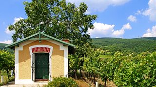 Cata de vinos y visita guiada a la familia de enólogos Gregor Schup