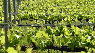 Degustação de vinhos e tour na Tenuta Neri
