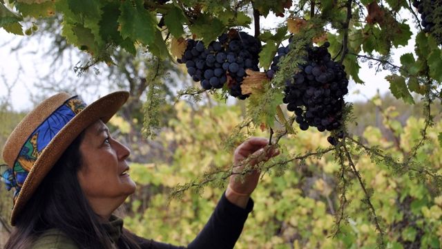 Vinprovning och rundtur på Villalobos Wines