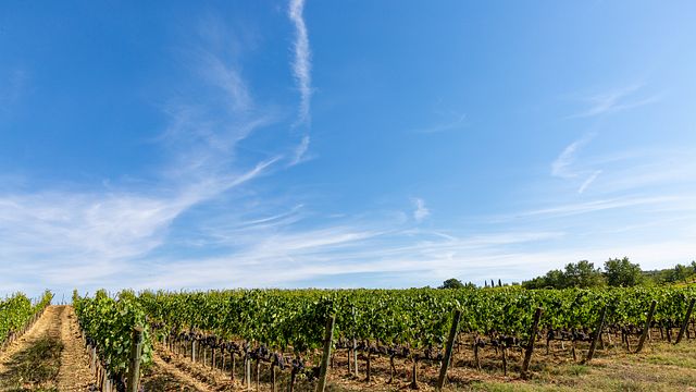 Montepulciano: Degustazione di vini nella campagna toscana