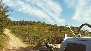 Boscaini Carlo Winery