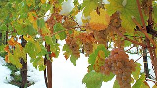 Dégustation de vins et visite à Colli Di Castelfranci