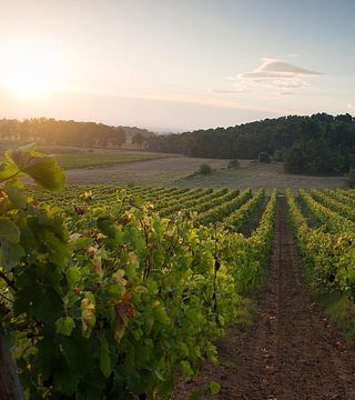 Château Canet: A Historic Wine and Olive Estate