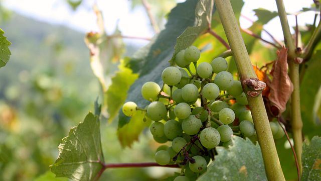 Degustazione di vini presso l'azienda vinicola biodinamica Casa Wallace 