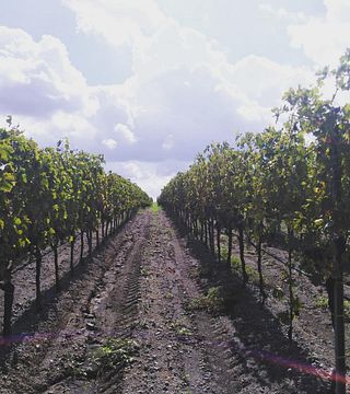 Découvrez la Cantina Gaffino : dégustation et visite du vignoble