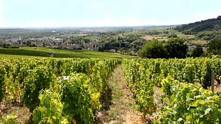 Degustazione di vini e tour al Domaine Pierre Riffault