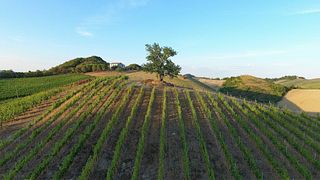 Wine Tasting and Tour at Azienda Vitivinicola La Montata