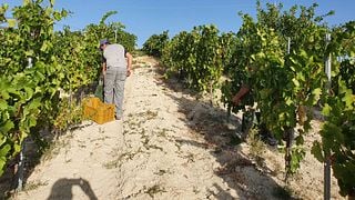 Explore Sicily’s Wine & Olive Grove Tasting