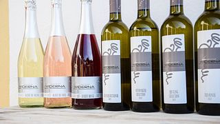 Organic Winery Widerna