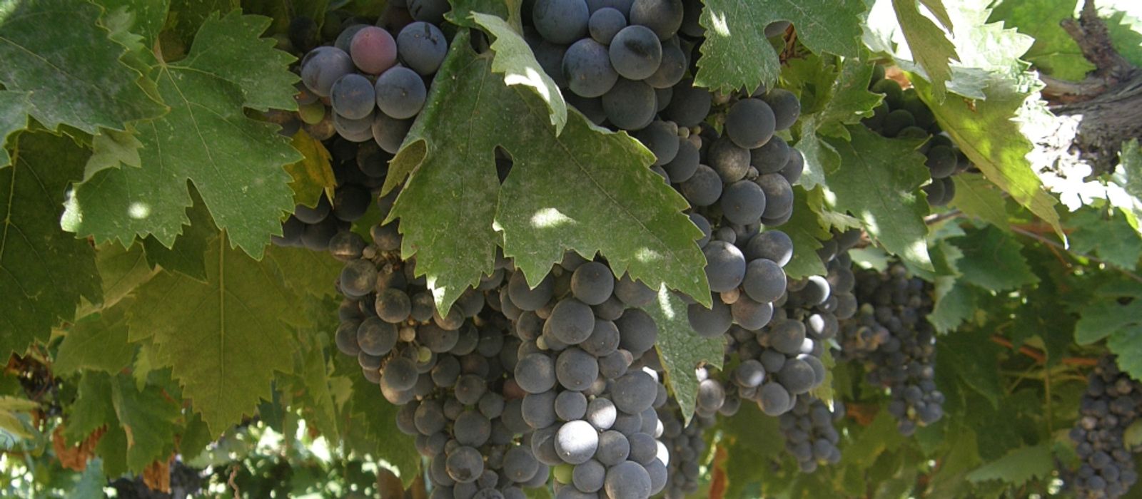 Montepulciano Dabruzzo Festival