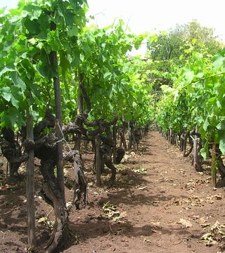Dégustation de vins de mes messagers de l'Etna | Tenuta di Aglaea; Dans les racines profondes des vins