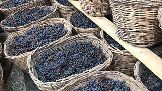 Cascina Roccabianca - Organic Winery in Piedmont