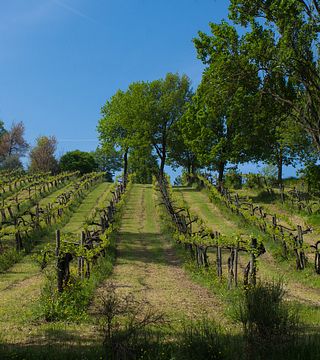 Degustação de vinhos e tour na Cantina Puianello