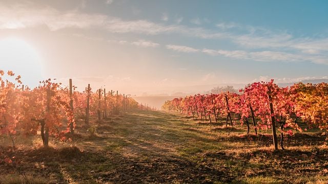 Degustação de vinhos e passeio pelos fascinantes vinhedos da Vinícola La Piana - 4 vinhos
