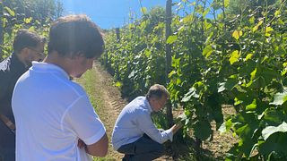 Lazio's Ancient Maturano: Rare Organic Wine Tasting