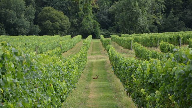 Bordeaux Wine Legacy: Pellé Family Tasting