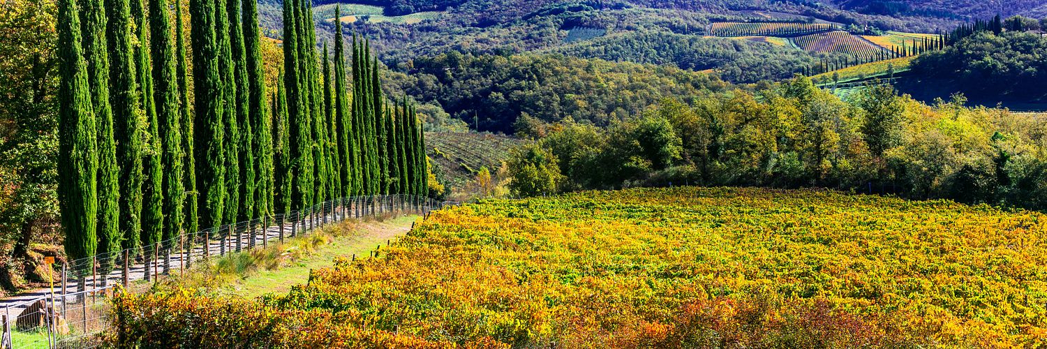 Vineyard