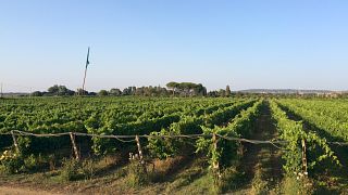 Degustazione di vini in stile aperitivo con vista sull'oceano e visita all'Etruscaia