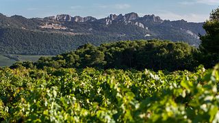 Domaine Chamfort