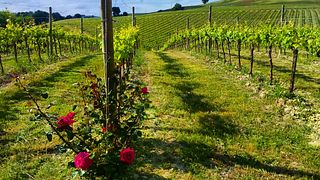 Dégustation de vins à la Fattoria Colmone Della Marca