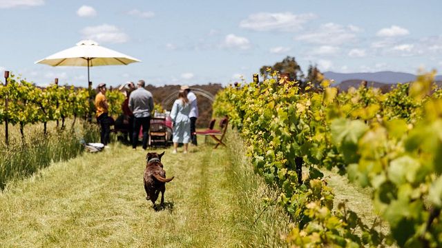 Flyfaire Wines
