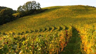 Dégustation et visite de vins au Domaine La Colombe