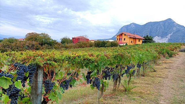 Macchia Dei Briganti Winery