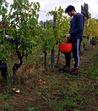 Tuscan Wine & Vineyard Tour at Podere Volpaio