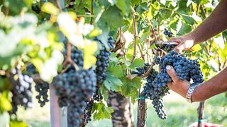 Lajver Winery