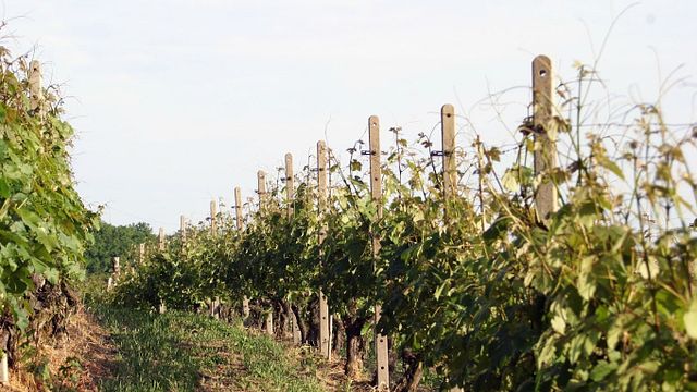 Weinprobe und Führung bei Cortino Produttori Dianesi