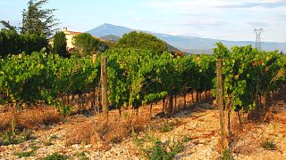 Wine Tasting and Tour at Domaine Les Ondines