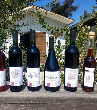 Aconcagua Wine & Vineyard Journey at La Viña Del Señor